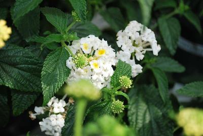 Cultivaris: Chipotle™ Lantana Chill 