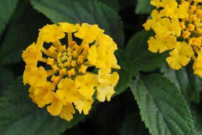 Cultivaris: Chipotle™ Lantana Dazzle 