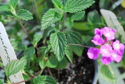 Lantana  'Lord Brooks'