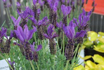 Lavandula  'Voodoo'