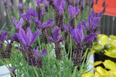 Lavandula  'Voodoo'