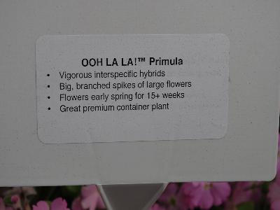 Ooh-La-La!&trade; Primula: From Cultivaris&trade; Spring Trials 2013: Primula Ooh La La!&trade;<ul><li>Vigorous interspecific hybrids<li>Big, branched spikes of large flowers<li>Flowers early spring for 15+ weeks<li>Great premium container plant</ul>
