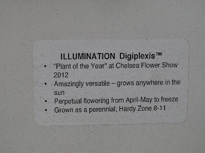 Digiplexis™ Illumination: From Cultivaris™ Spring Trials 2013: Illumination™ Digiplexis™<ul><li>'Plant of the Year' at Chelsea Flower Show 2012<li>Amazingly versatile - grows anywhere in the sun<li>Perpetual flowering from April-May to freeze<li>Grown as a perennial in Zone 8 - 11.
</ul>
