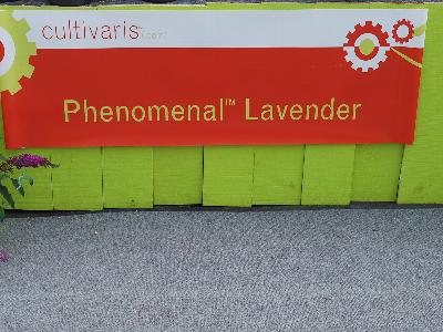 Phenomenal&trade; Lavender: From Cultivaris&trade; Spring Trials 2013.