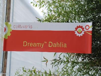 Dreamy&trade; Dahlia: From Cultivaris&trade; Spring Trials 2013