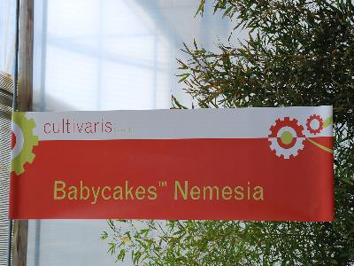 Babycakes&trade; Nemesia: From Cultivaris&trade; Spring Trials 2013.