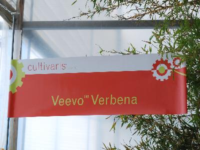 Veevo&trade; Verbena: From Cultivaris&trade; Spring Trials 2013.