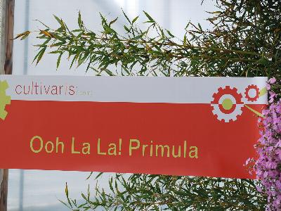 Ooh La La!&trade; Primula: From Cultivaris&trade; Spring Trials 2013.
