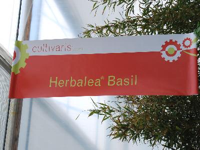 Herbalea&reg; Basil: From Cultivaris&trade; Spring Trials 2013.
