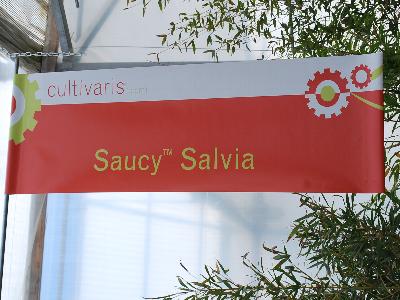 Saucy&trade; Salvia: From Cultivaris&trade; Spring Trials 2013.