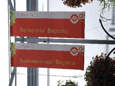 Belleconia&trade; and Summerwings&trade; Begonias: From Cultivaris&trade; Spring Trials 2013.
