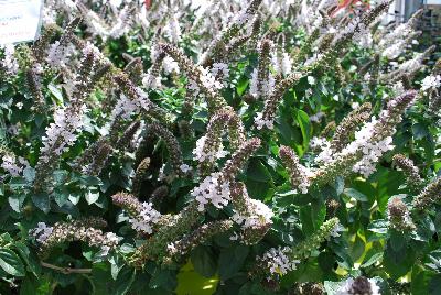 Ocimum (Basil)  'Snow White'