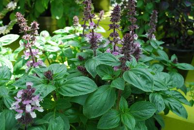 Ocimum (Basil) Herbalea™ 'Green Fortune'