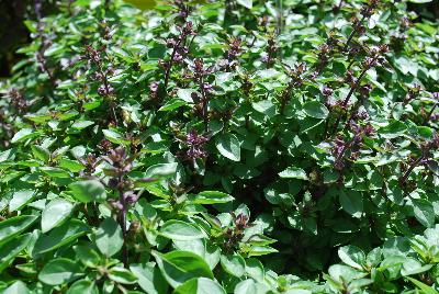 Ocimum (Basil) Herbalea™ 'Green Fayre'