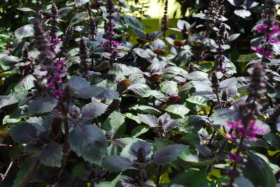 Herbalea™ Ocimum (Basil) Wild Red 