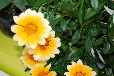 Gazania  'Amber Ice'