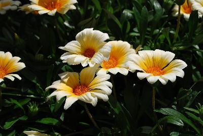 Gazania  'Amber Ice'