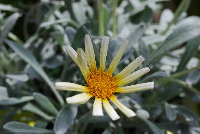 Gazania Sunstoppers™ 'Cream'