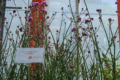 Hishtil Nurseries: Verbena Cloud Eight 