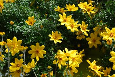 Bidens  'Popstar'