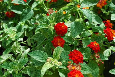 Cultivaris: Lantana Cosmic Firestorm 