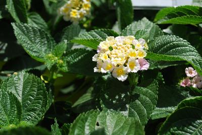 Lantana Chipotle™ 'Dazzle'