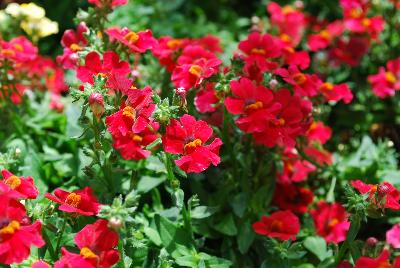 Babycakes™ Nemesia Little Cherry 