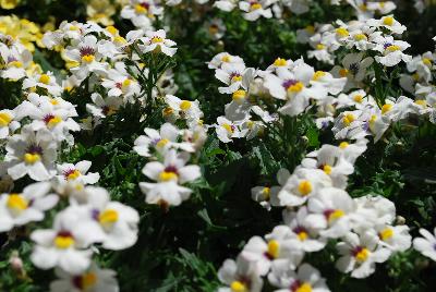 Nemesia Babycakes™ 'Little Coconut'