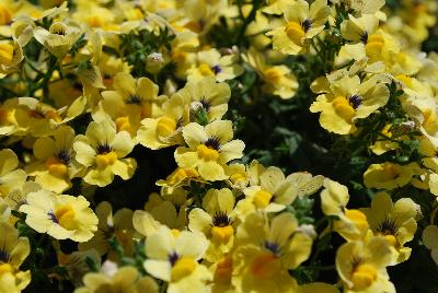 Babycakes™ Nemesia Little Banana 