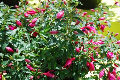 Fuchsia Lights™ 'Electric Lights'