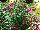 Cultivaris: Fuchsia  'Electric Lights' 
