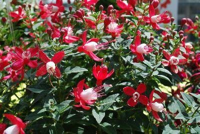 Fuchsia Lights™ 'City Lights'