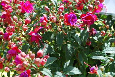 Fuchsia Lights™ 'Happy Lights'