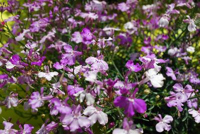 Lobelia Ocean™ 'Dark Pink'