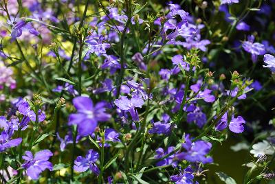 Lobelia Ocean™ 'Dark Blue'