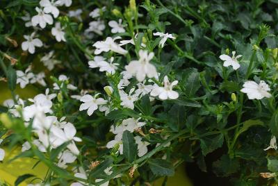 Ocean™ Lobelia White 