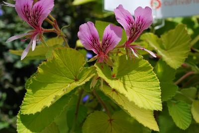 Pelargonium  'Donn's Goldstirke'