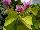 Cultivaris: Pelargonium  'Donn's Goldstirke' 