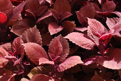 Solenstemon  'Pink Bombshell'