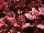 Cultivaris: Solenstemon  'Pink Bombshell' 
