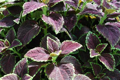 Solenstemon  'Green Flash'