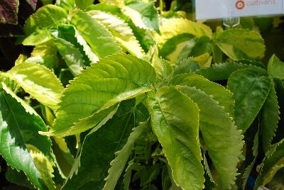 Cultivaris: Acalzpha Tropical Tempest Tiki™