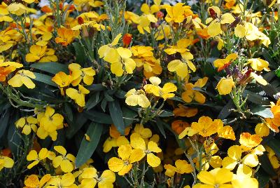 Erysimum Rysi™ 'Saffron'