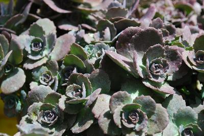 Sedum  'Red Canyon'