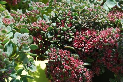 Sedum  'Ayers Rock'