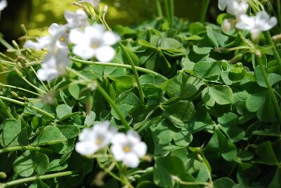  Oxalis White Pillow 