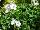 Cultivaris: Oxalis  'White Pillow' 