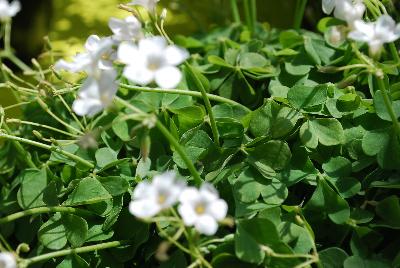  Oxalis White Pillow 