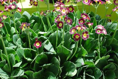 Primula Bavarian Gaudi™ 'Nanni'