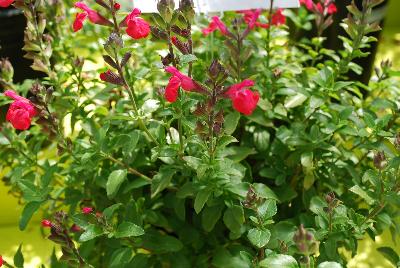 Salvia  'Berkeley Barb'